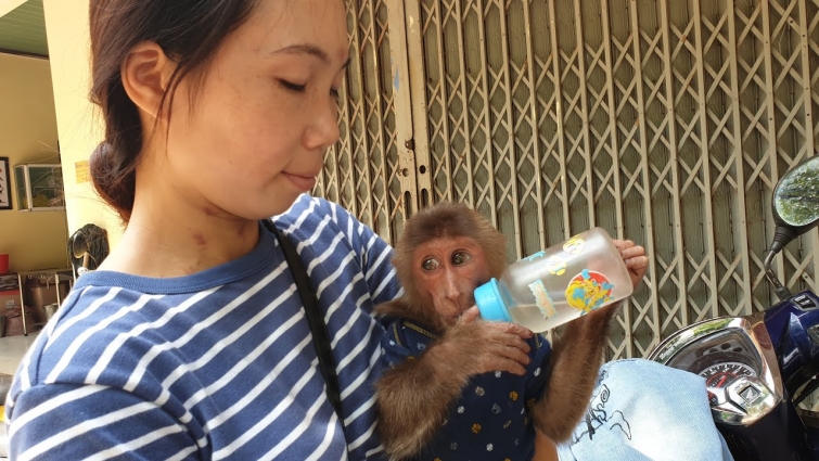monkey abu has come to the vet for a checkup