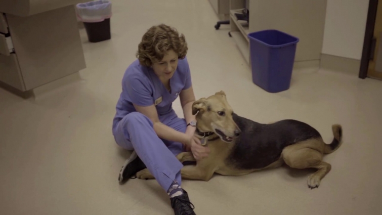 The Heart and Science of Veterinary Medicine