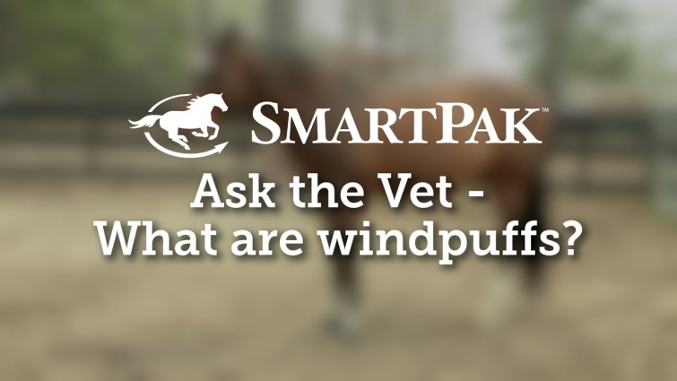 Ask the Vet – What are windpuffs?