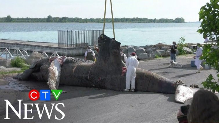 Veterinarians say boat strike may have killed Montreal's humpback whale