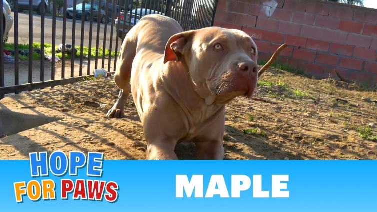 Abandoned dog was starving….. for love and attention!!!