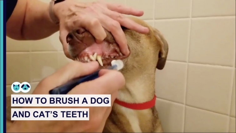 How to Brush Your Dog and Cat's Teeth | Pet Dental Care Series
