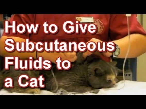 How to Give Subcutaneous Fluids to a Cat (Putting Fluids Under the Skin) – Tai Wai Vet. Hospital
