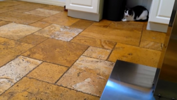 Remy boy went to see his Veterinarian