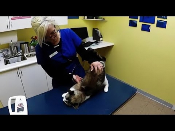 Rescued cat has the most adorable vet exam ever
