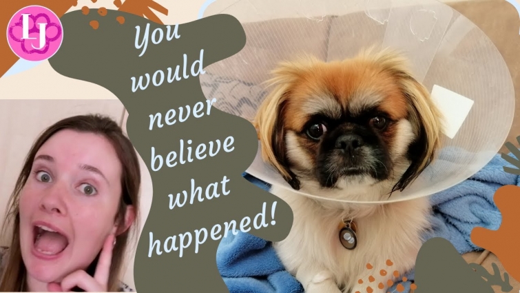 Taking Cody to the VET | You would never believe what happened | VLOG