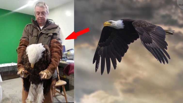 An eagle flew to the veterinary hospital every day, everyone was shocked when they found out why