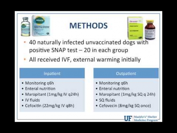 Vet to Vet: Evidence-Based Parvovirus Treatment – conference recording