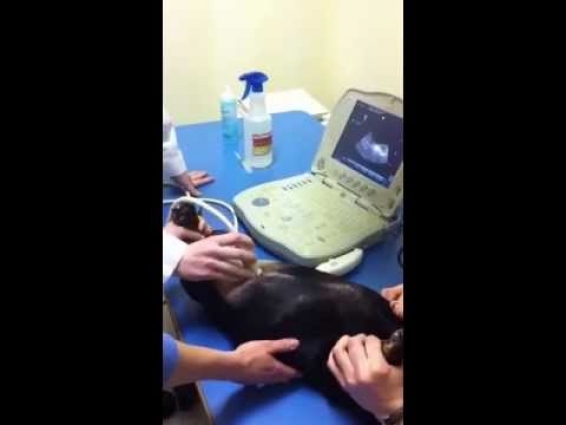 How Your Vet Collects a Sterile Urine Sample From Your Pet