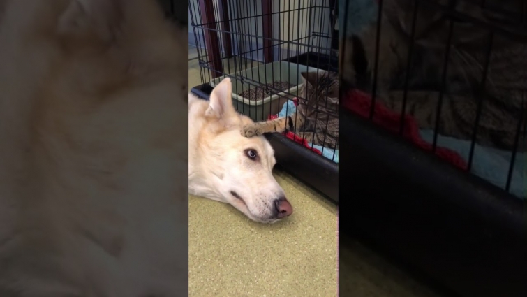 Cat comforting a nervous Dog at the vet