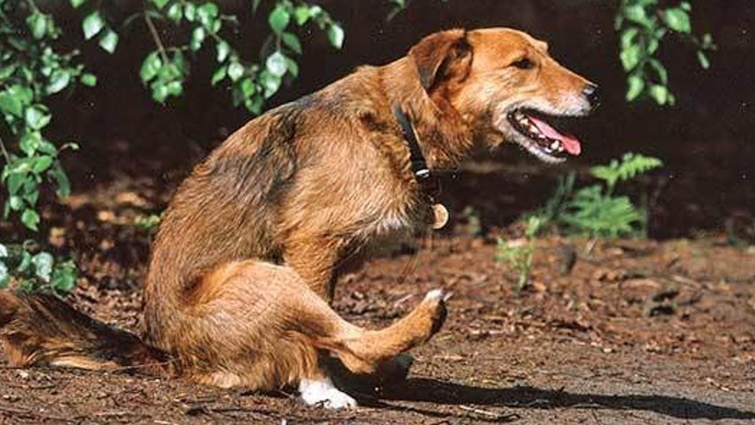 If Your Pet Starts Behaving in This Bizarre Way, You Should Take It to the Vet Immediately