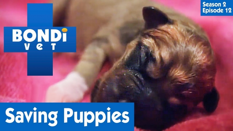 🐶 Saving Puppies Late Night | FULL EPISODE | S02E12 | Bondi Vet
