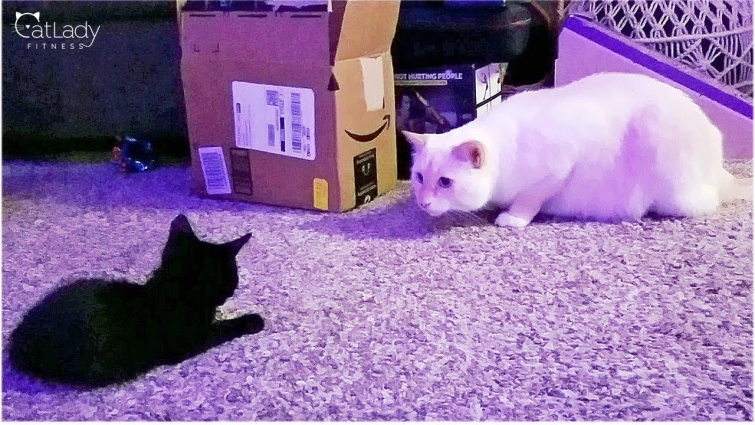White cat meets black kitten: Playtime attempt #3 (will they play?!) 😻