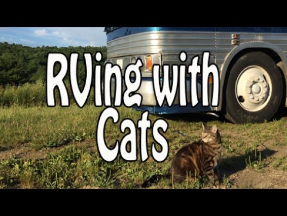 RVing with Cats: Campgrounds, Litterboxes, Leash Training, Vet Care & Pet Monitoring