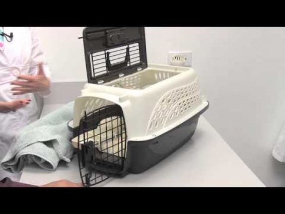 1. Cat Friendly Practices® Can Reduce Stress of Vet Visits – Cat Caregivers