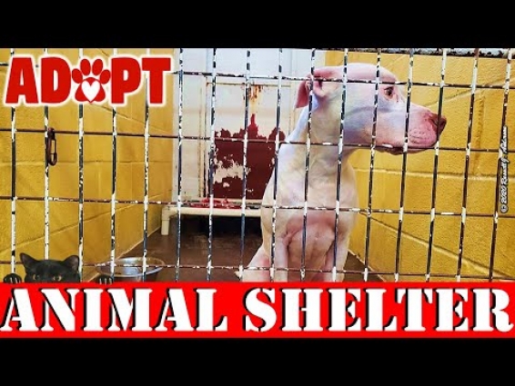 Animal Shelter Adoptable Dogs & Cats Weekly Video 2020