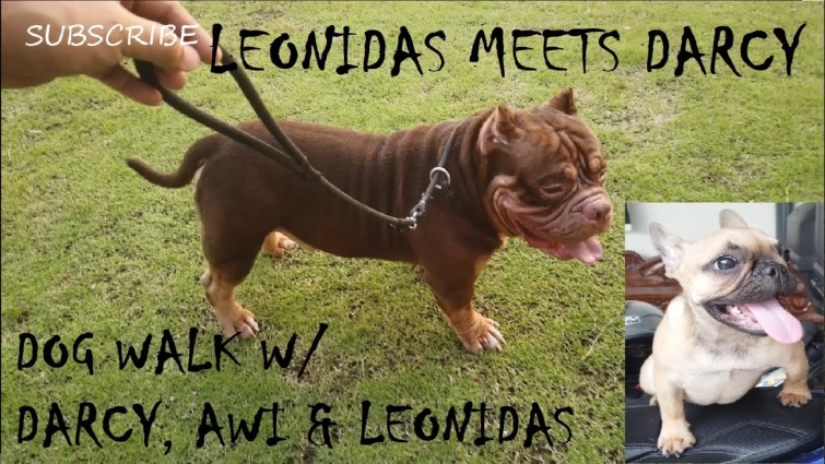 EXTREME AMERICAN BULLY DOG LEONIDAS MEETS DARCY THE FRENCH BULLDOG (DOG WALK) | DON RAIDER VLOG 42