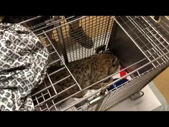 23 year old Running Bear bobcat is being seen by Dr. Justin in the Windsong Memorial Hospital for p