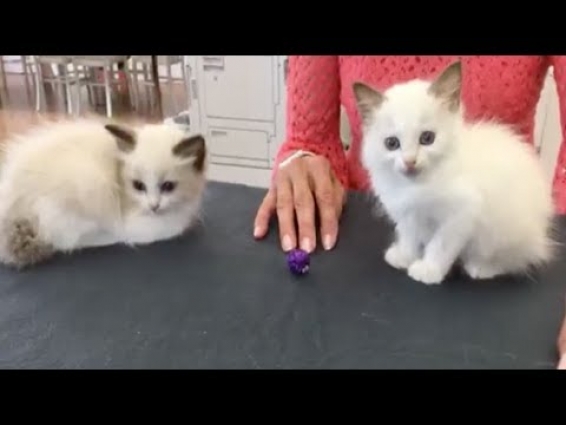 KITTENS: Vet Examines Kittens on National Take Your Cat To The Vet Day | The Dodo LIVE