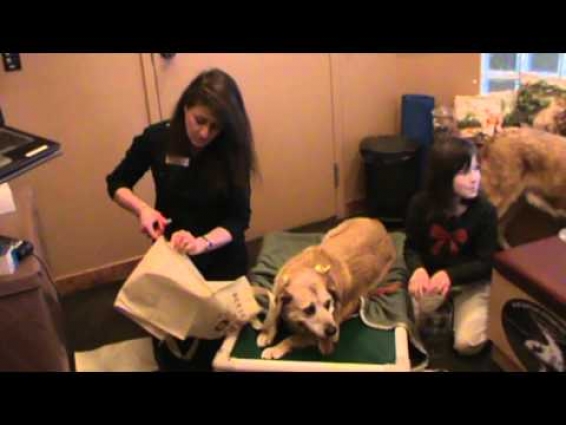 Calgary Vet Shows How to Make a Supportive Sling for Pet's Hind Legs