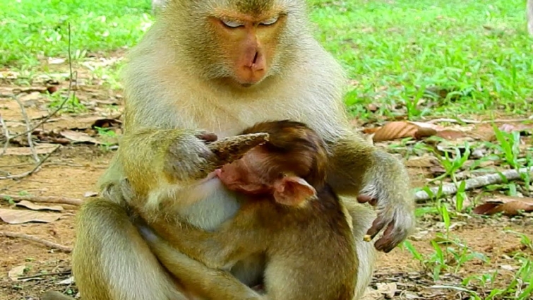 Poor Baron Need Milk But Brianna Angry and Weaning Baby Monkey! Poor Baby!