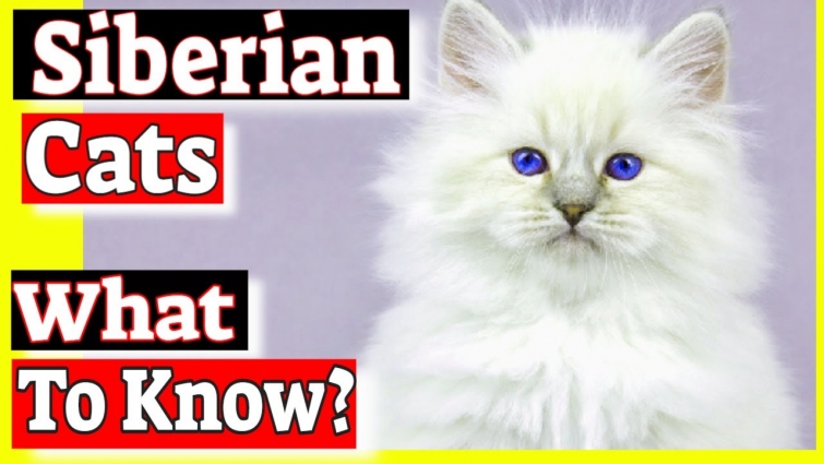 How much do Siberian Cats cost? Siberian Cats Characteristics