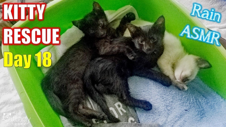 Kitty Rescue: DAY 18 (afternoon rain showers ASMR) 😻