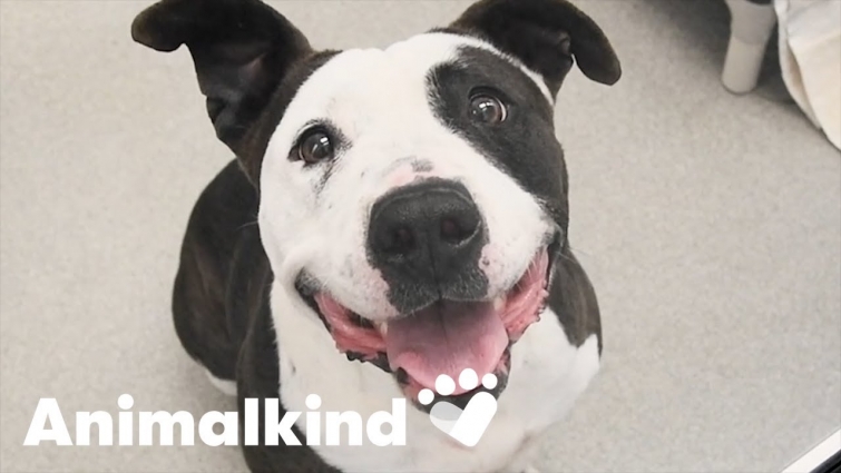 Dogs spared from euthanasia in the nick of time | Animalkind