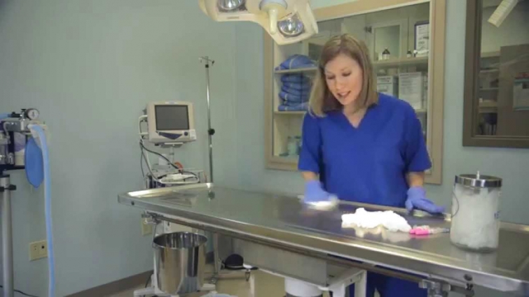 5 Reasons You Should Thank a Vet Tech