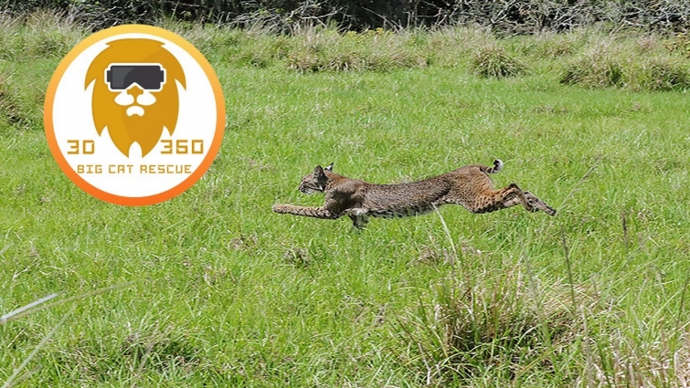 Bobcat Release & Final Vet Exam 3D 180VR