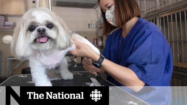 Dog grooming during the COVID-19 pandemic: What to expect