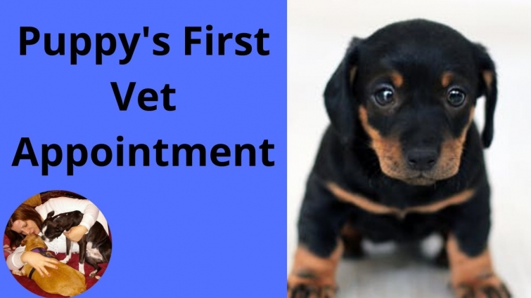 Your Puppy's First Vet Appointment – How to Prepare and What to Expect