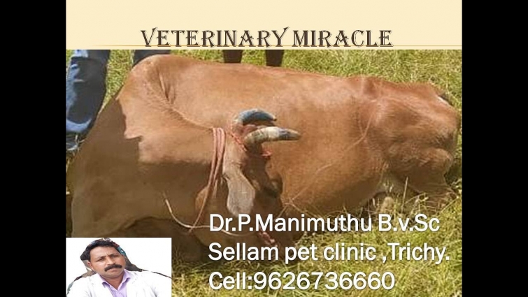 MILK FEVER TREATMENT IN COW   (VETERINARY MIRACLE)