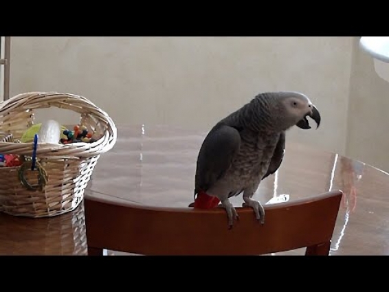 Apologetic parrot is sorry for flying and being demanding