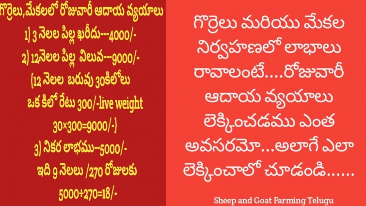 Calculation of Daily Expenditure and Profits in Sheep and Goat Farming Telugu | Dr. Madankumar Vet