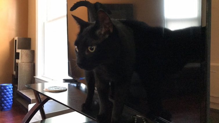 Kona goes to the vet today 🙀