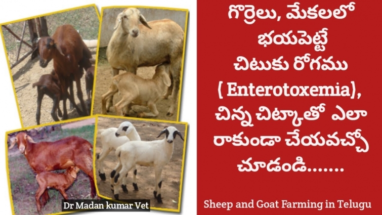 Enterotoxemia Disease in Sheep and Goat | Preventive Measures of Enterotoxemia | Dr. Madankumar Vet
