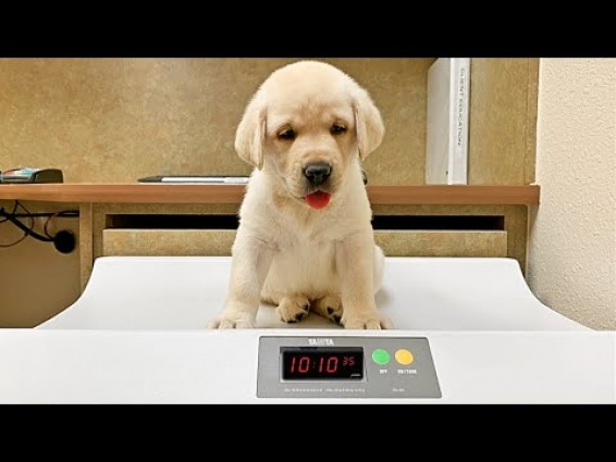 LABRADORS FIRST CHECK-UP AT THE VET!!