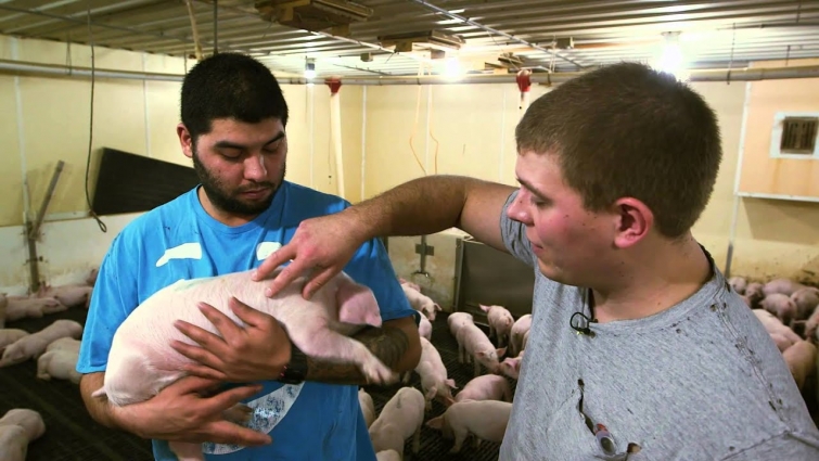 VetsOnCall – Pig epidemic spurs farmer's son to be vet