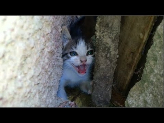 Little lost kitten crying out loud