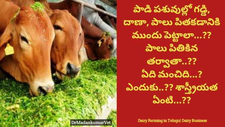 Feeding of Fodder Grass and Feed  to Buffalo , Cow | Dairy Farm Business Telugu | Dr. Madankumar Vet