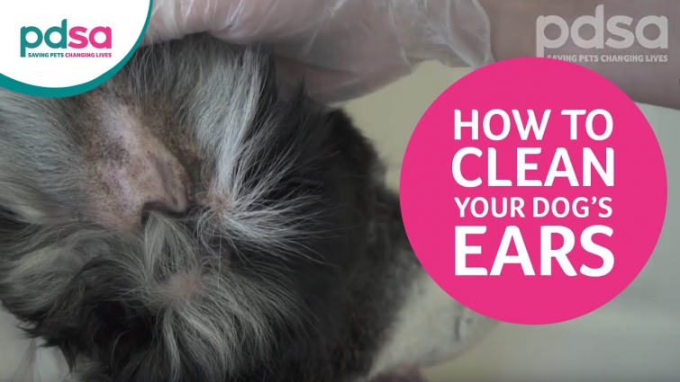 How To Clean Your Dog’s Ears And Recognise Ear Problems