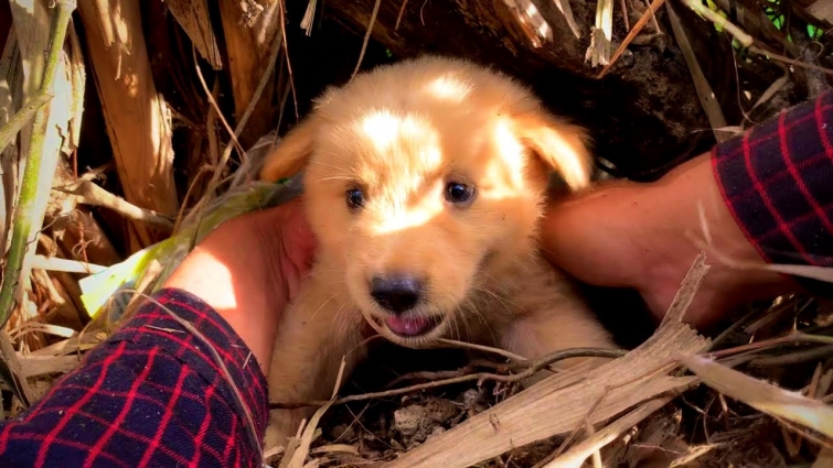 Rescue Little Puppy Trapped In The Fence