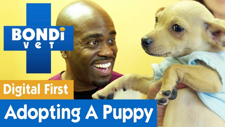 🐶 Who Will Adopt These Cute Chihuahua Puppies? | FULL CLIP | Bondi Vet