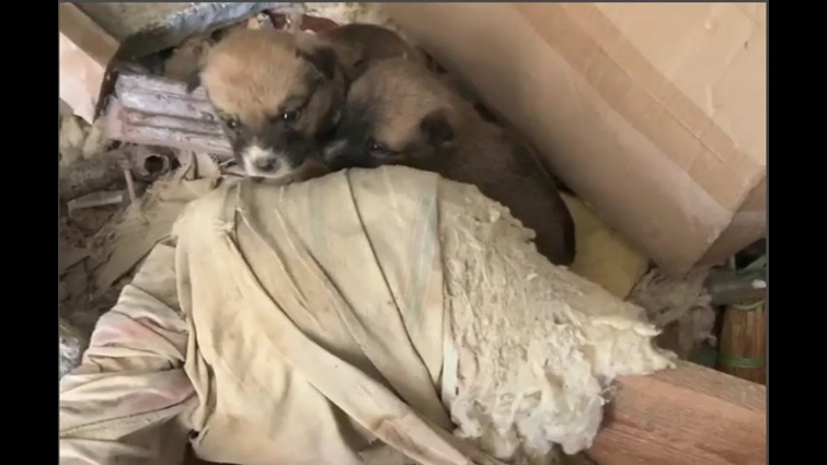 Rescued an abused dog and thrown away but she still did not abandon her cubs