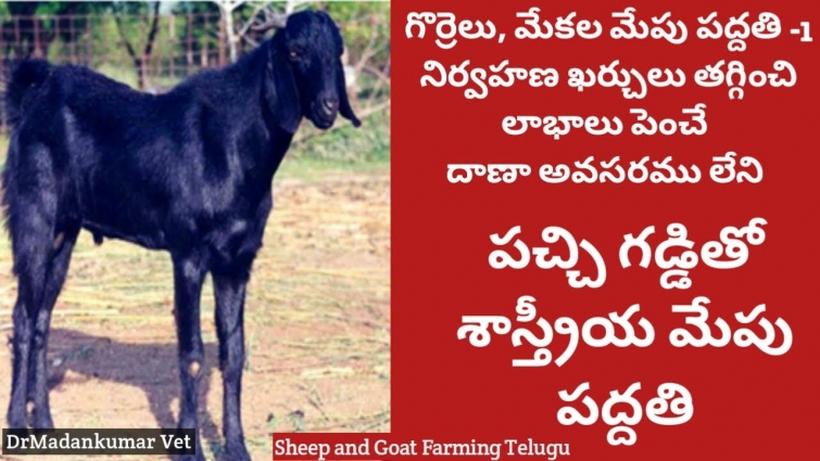 Green Fodder Grass Feeding for Profit, Successful Sheep and Goat Farming Telugu | Dr. Madankumar Vet