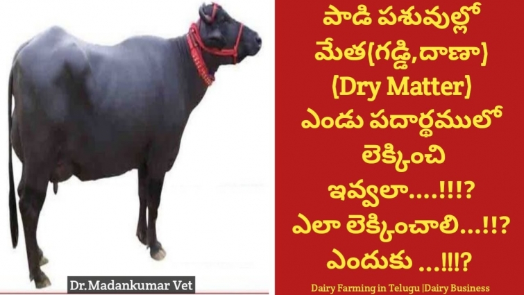 Feeding of Fodder Grass and Feed to Buffalo, Cow on Dry Matter basis | Dr. Madankumar Vet