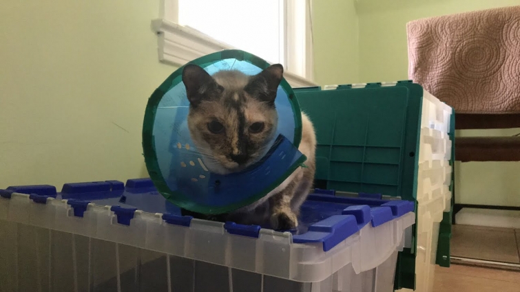 Kona’s Vet Results 🙀