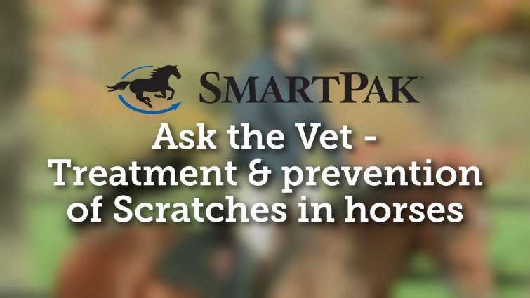 Ask the Vet – Treatment and prevention of Scratches in horses