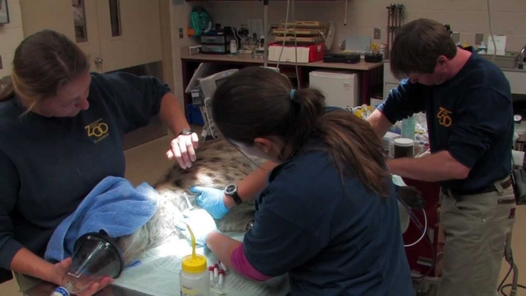 School of Veterinary Medicine – Zoological Residency Program